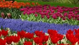 تصویر مزرعه ۱